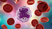 Monocyte and red blood cells, illustration