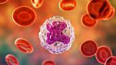 Monocyte and red blood cells, illustration