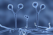 Rhizomucor fungi, illustration