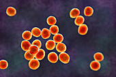 Staphylococcus bacteria, illustration