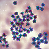 Staphylococcus bacteria, illustration