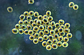 Staphylococcus bacteria, illustration