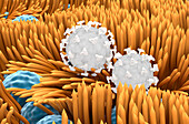 Coronaviruses on trachea lining, illustration