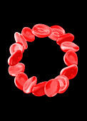 Red blood cells, illustration