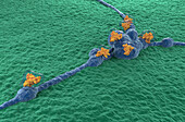 Neurotoxin attacking nerve cells, illustration