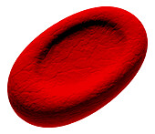 Ovalocyte abnormal red blood cell, illustration