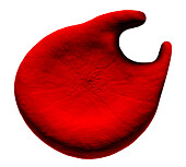Horn cell abnormal red blood cell, illustration