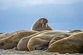 Atlantic walrus