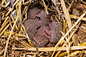 Litter of young southern white-breasted hedgehogs