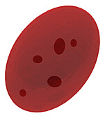 Reticulocyte red blood cell, illustration