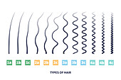 Hair types, conceptual illustration