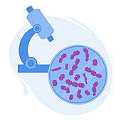 Streptococcus bacteria, conceptual illustration
