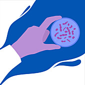 Streptococcus bacteria, conceptual illustration