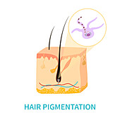 Hair colour pigmentation, conceptual illustration