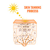 Skin tanning process, conceptual illustration