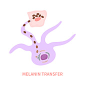 Melanin transfer, conceptual illustration