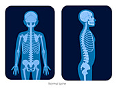 Healthy spine, illustration