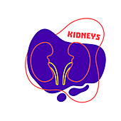 Kidneys, conceptual illustration