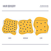 Hair density, conceptual illustration