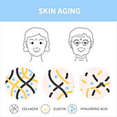 Skin aging, conceptual illustration