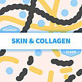 Collagen, conceptual illustration