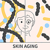 Skin aging, conceptual illustration