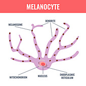 Melanocyte, conceptual illustration