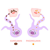 Melanin biology, conceptual illustration