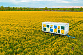 Beehive trailer in blooming rapeseed field