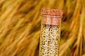 Sample of barley grains in plastic tube