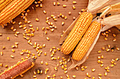 Corn cobs and grain
