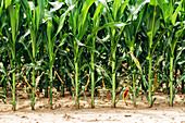Young corn crop
