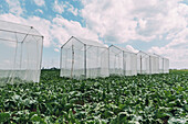 Sugar beet pollination control tents