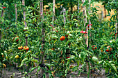 Ripe tomatoes