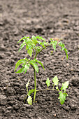 Young tomato plant