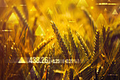 Wheat commodity price increase, conceptual image