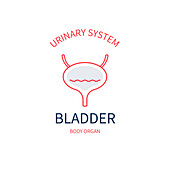 Bladder, conceptual illustration