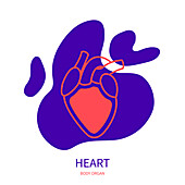 Heart, conceptual illustration