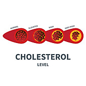 Cholesterol, conceptual illustration