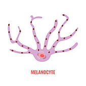 Melanocyte, conceptual illustration