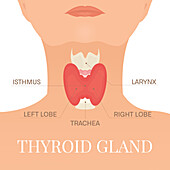 Thyroid health, conceptual illustration