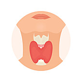 Thyroid gland, conceptual illustration
