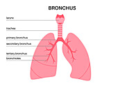 Lung diseases, illustration