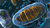 Mitochondria, illustration