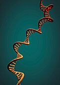 Messenger RNA strand , illustration