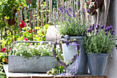 Zinc pot with flowering lavender and heart decoration in a summer garden