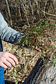 Wilde Kräuter im Wald sammeln