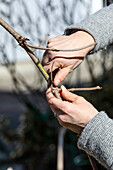 Frau schneidet im Garten Äste zu