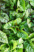 Colourful chard in the field (close-up)