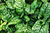 Chard in the field (close-up)